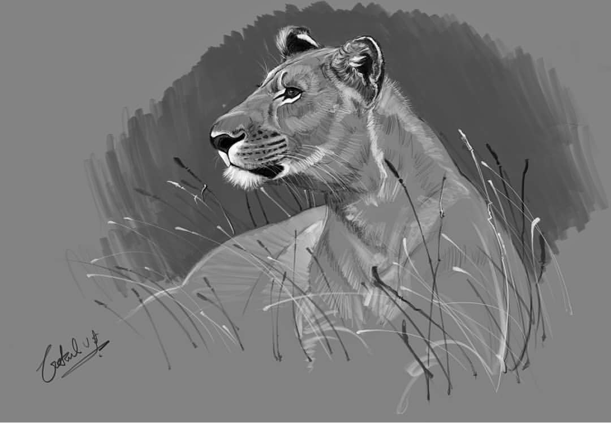 Animal digital sketch